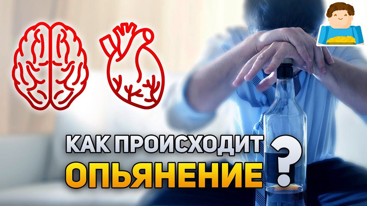 Как происходит опьянение? | Plushkin смотреть онлайн