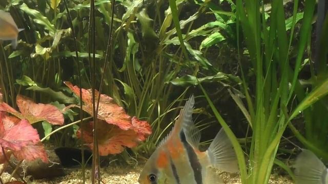 Музыка для релаксации ♫ Музыка природы и гор, Музыка для медитации, расслабляющая музыка для души#1 смотреть онлайн