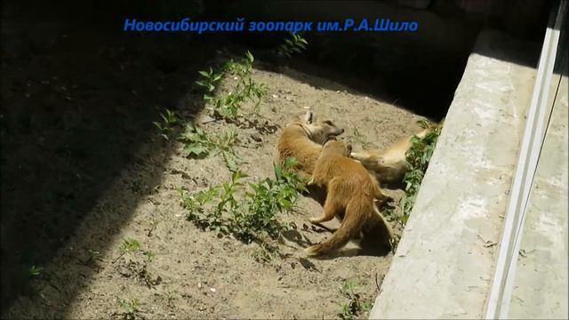 Семейство жёлтых мангустов 14.06.2021 смотреть онлайн