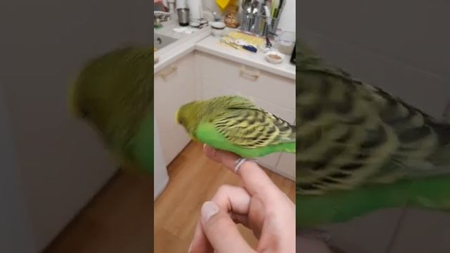 Супер ручной волнистый попугай #parakeet смотреть онлайн