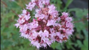 ДУШИЦА: ЛЕЧЕБНЫЕ СВОЙСТВА