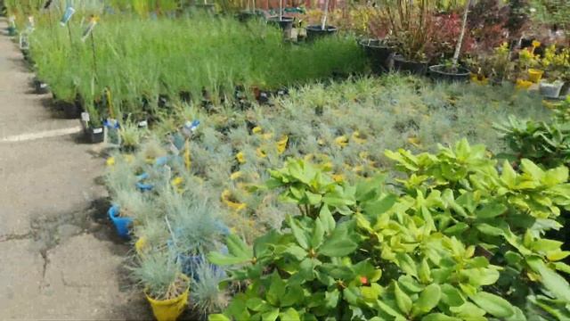 Садовый центр 