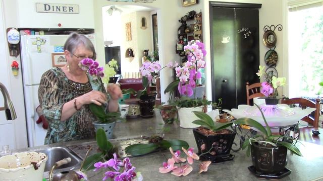 Phalaenopsis Orchid Mother's Day Re-pot moss to bark смотреть онлайн