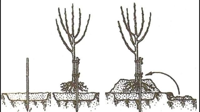 Тонкости посадки и формирование молодого абрикоса смотреть онлайн