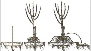 Тонкости посадки и формирование молодого абрикоса