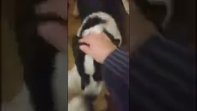 Пемброк и кардиган, корги во всем их разнообразии)) смотреть онлайн