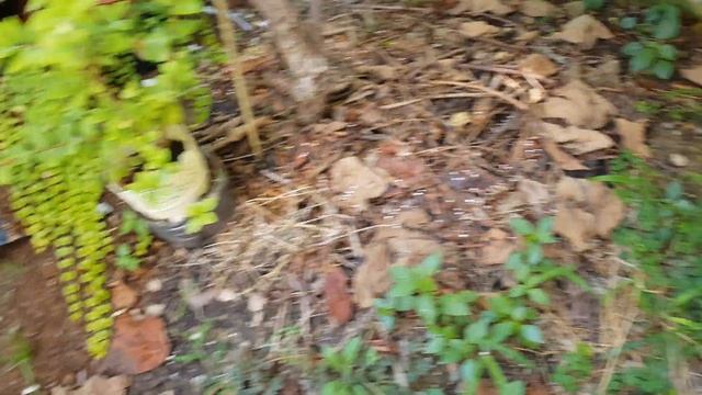 Летнее черенкование крыжовника и смомодины. смотреть онлайн