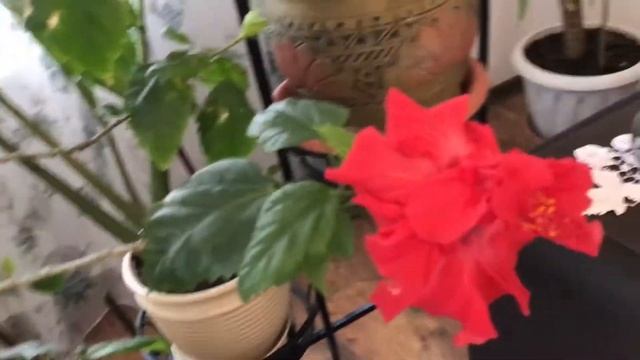 Махровая китайская роза (гибискус китайский) зацвела 3 декабря // Hibiscus rosa-sinensis смотреть онлайн