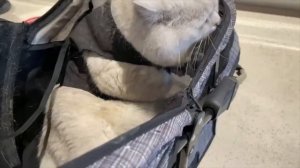British shorthair cat Apollo walks in Chicago, visit ice cream store. Part 1