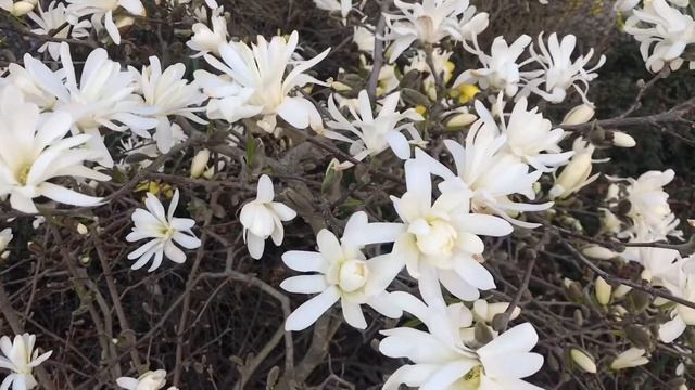 Star Magnolia / Magnolia Stellata, For Small Or Big Gardens