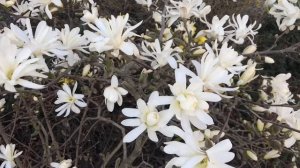 Star Magnolia / Magnolia stellata, for small or big gardens