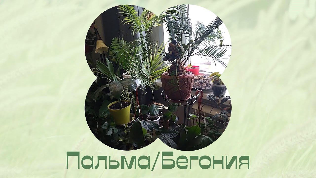 Комнатные растения. Пересадка и перевалка. смотреть онлайн