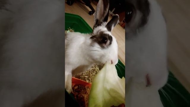 Голландский кролик Гриша ест капусту. Dutch rabbit смотреть онлайн