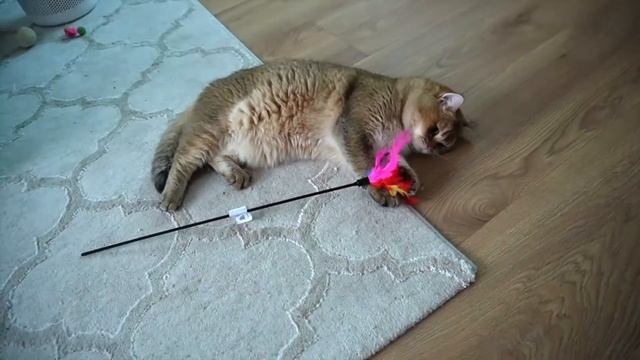 # british shorthair cat golden ny 11 # champion # смотреть онлайн