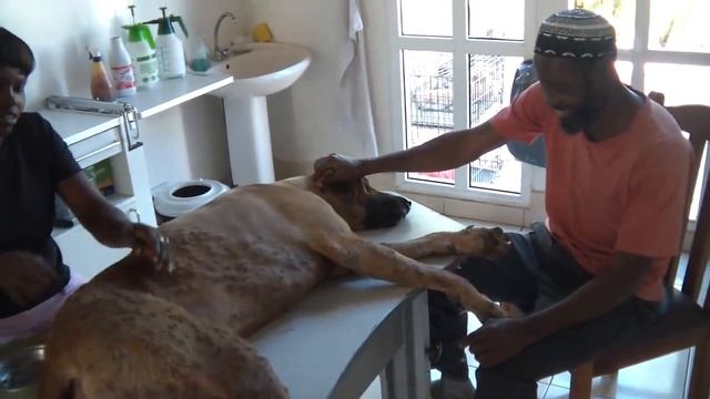 Ridgeback-Mix-Max-Mangoworms смотреть онлайн