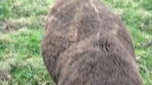 DIZZARD ZWARTBLES FLOCK смотреть онлайн