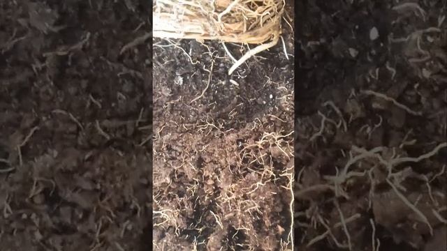 Dracaena exposed roots bonsai training ?? #shorts смотреть онлайн