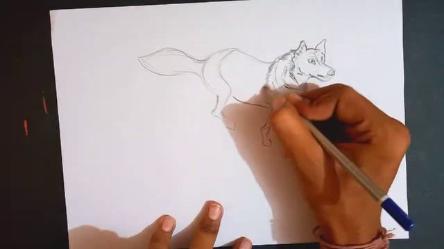 How I draw wild wolf | Drawing animals wildlife | sketch basic drawing | draw easy | art | смотреть онлайн