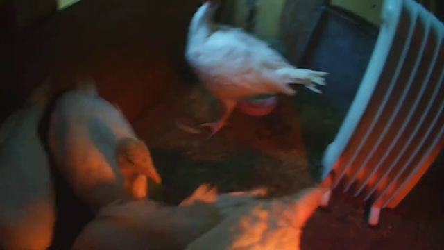 ИНДЮШАТА ПОРОДЫ БИГ 6. 1 МЕСЯЦ ПОСЛЕ ПОКУПКИ. смотреть онлайн