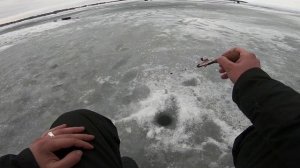 Крупная морская плотва на Гореморе! Ловля на безмотылку. Зимняя рыбалка последний лед 2020