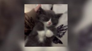 дипинс - этажи speed up