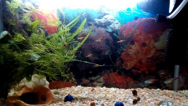 Мальки меченосца (2,5 недели) смотреть онлайн