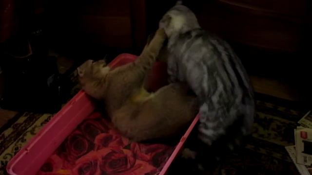 Кошки играют и дерутся смотреть онлайн