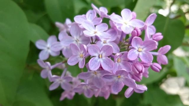 Relaxing Music For Relaxation.mp4