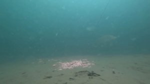 Прикормка КУРИНАЯ ПЕЧЕНЬ + Щука на жерлицы + Подводная съемка