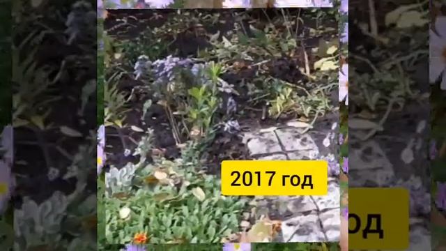 Как я сажаю лук и чеснок / Дедушкин опыт / Сгрибаю листья смотреть онлайн