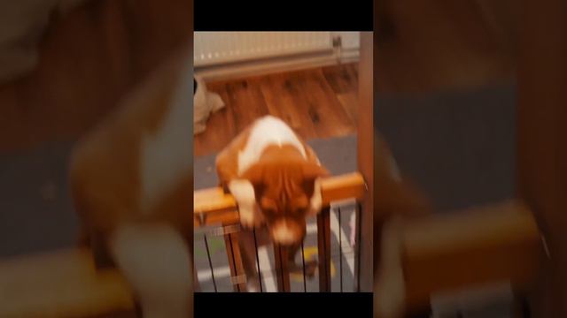 PRISON BREAK BASENJI ARCO смотреть онлайн