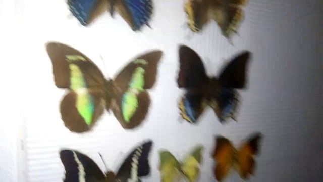 Мир Бабочек во всей красе. Здесь очень много,но не все.