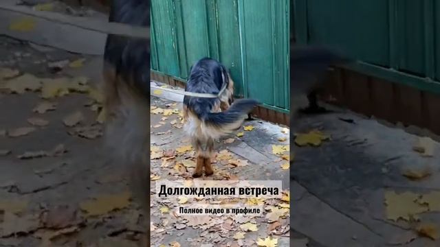 Немецкая овчарка Зольф и Хаски Тайга ❤️ Долгожданная встреча смотреть онлайн