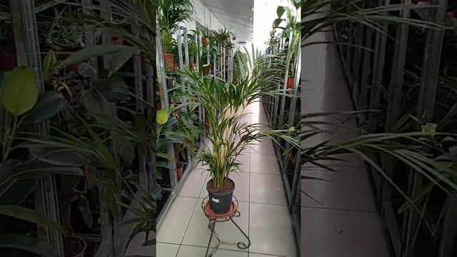 Хризалидокарпус "Lutescens" смотреть онлайн