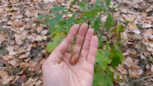 Посадка дуба из желудя