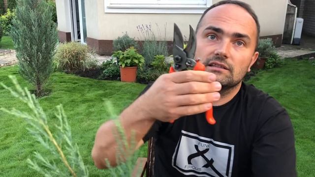 С какого возраста можно формировать хвойные растения смотреть онлайн