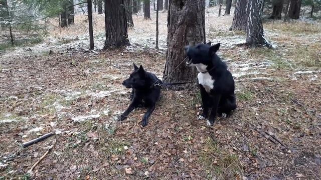 ВСЛ. Восточно сибирская лайка. смотреть онлайн