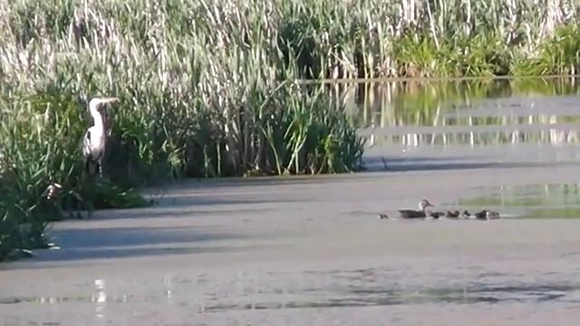 Соперники. смотреть онлайн