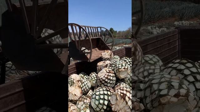 #viral #agave así es como se carga el agave con tractor ✌🏽 смотреть онлайн