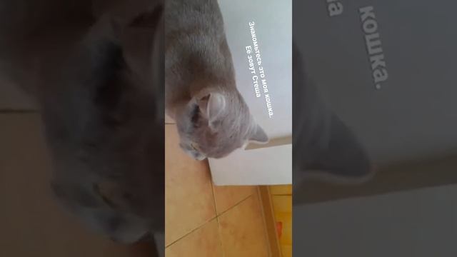 ЗНАКОМТЕСЬ...СТЕША! смотреть онлайн