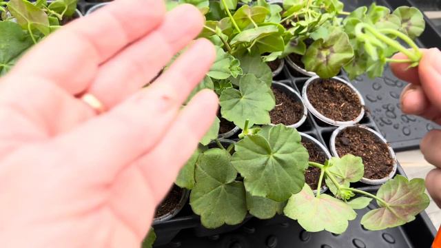 Пеларгония плющелистная, укоренение , пересадка. И, другие цветы обзор смотреть онлайн