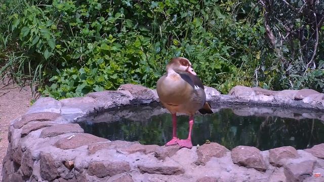 Африка. Нильский гусь - Africa. Nile Goose смотреть онлайн