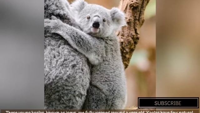 The Koala Bear |Animal Facts