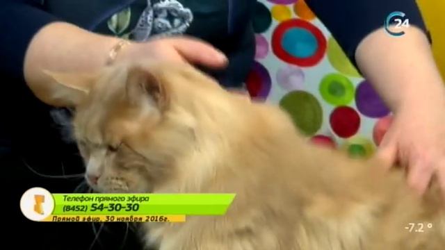Гость: Ольга Гайдук, заводчик-фелинолог кошек породы мейн-кун смотреть онлайн