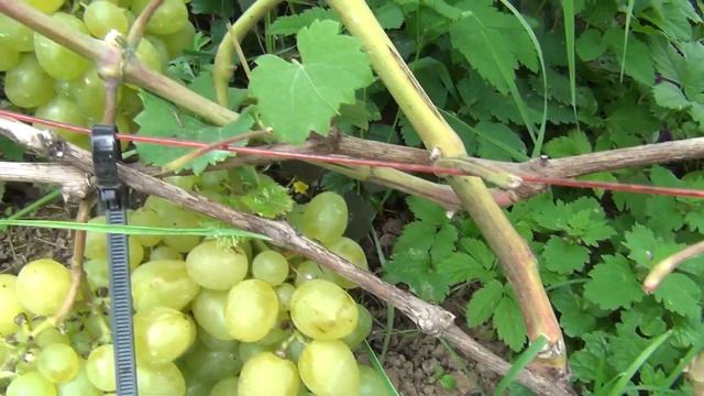 ч 2 СОРТА ВИНОГРАДА созревающие в ПОДМОСКОВЬЕ 2 я серия. Велес, Супер-Экстра, Зарница смотреть онлайн