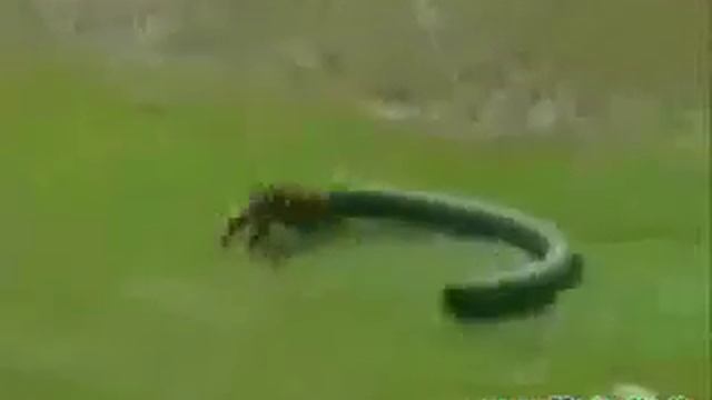 Приколы про животных(Смотреть всем!!!)