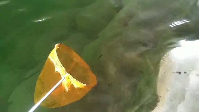 WORLD'S SMALLEST Pool FISH POND! смотреть онлайн