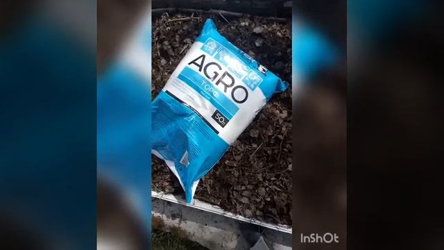 Посадка саженцев клюквы смотреть онлайн