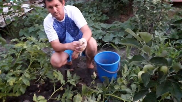 У нас очень жарко!История о доброте.И мы пробуем копать картофель Коломбо. смотреть онлайн