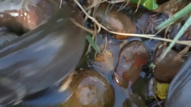 Таймень на Южном Урале смотреть онлайн